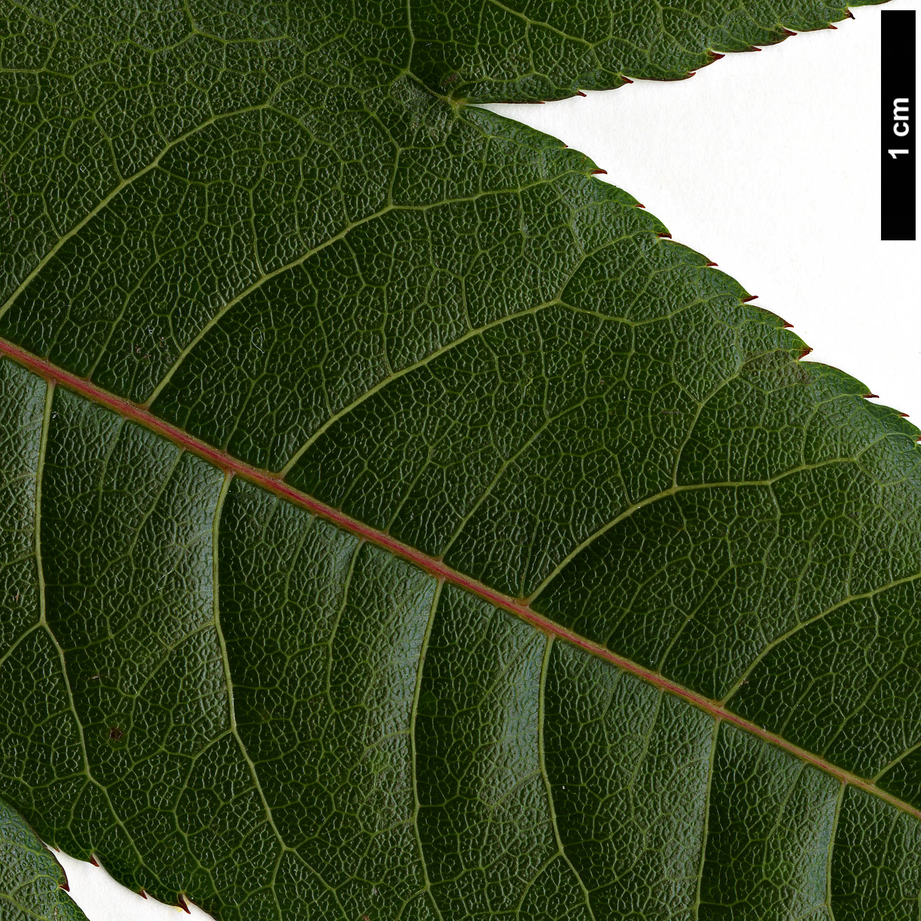 High resolution image: Family: Sapindaceae - Genus: Acer - Taxon: campbellii - SpeciesSub: subsp. campbellii